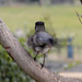 Larry Robin Photo 17