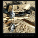 Anne Sutherland Photo 32