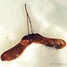 Diane Wing Photo 31