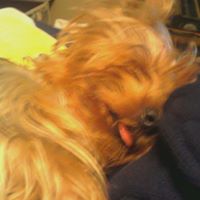 Darla Bennett Photo 13