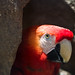 Martin Parrot Photo 9