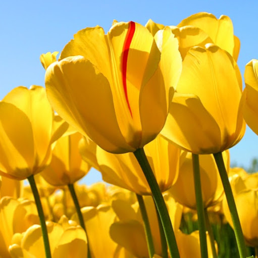 Jeanette Flores Photo 4