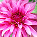 Dahlia Smith Photo 30