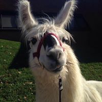 Julie Dailey Photo 20