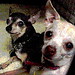Harold Small Photo 39