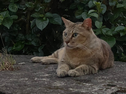 Jessie Huang Photo 29