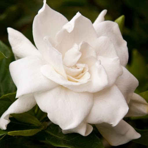 Courtney Neal Photo 14