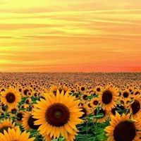 Debra Dalton Photo 33