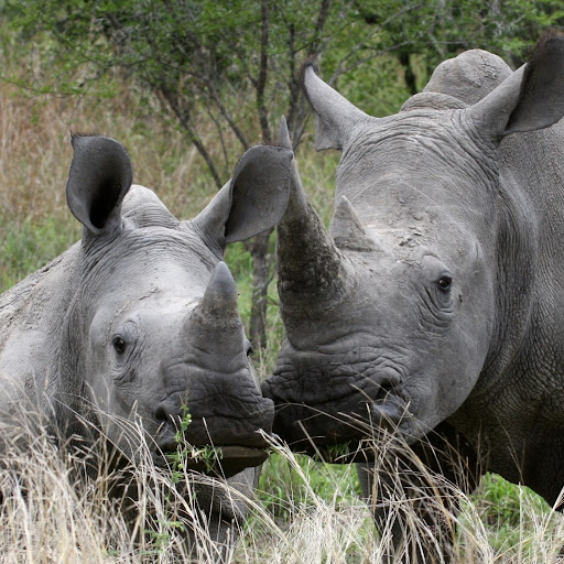 Martin Reeves Photo 34 Martin Reeves Photo 34