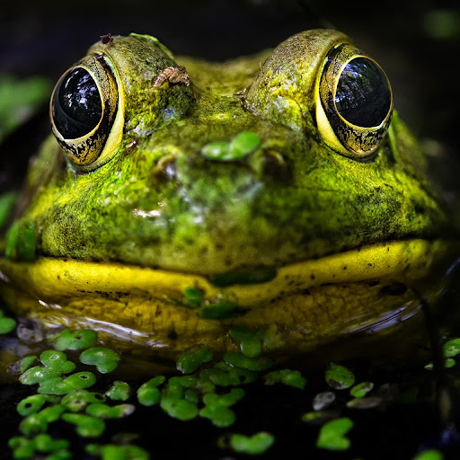 Kathy Copeland Photo 16