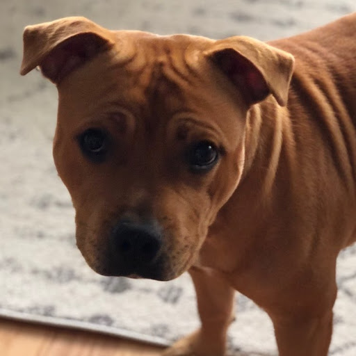 Shirley Zhang Photo 20