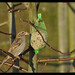 Robin Smallwood Photo 24