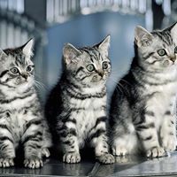 Selena Green Photo 15