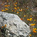 April Ridge Photo 7