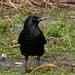 Jim Carrion Photo 7