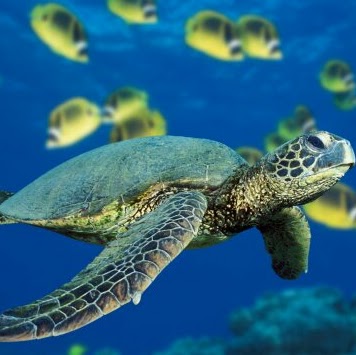 Denise Stevenson Photo 10