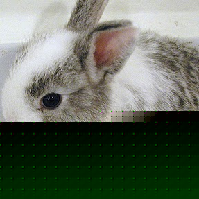 Julia Lindsay Photo 13