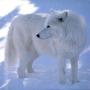 Carol Conner Photo 21