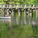 Geron Bird Photo 8