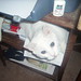 Willie Forrest Photo 24