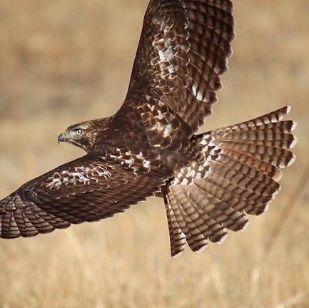 Eric Mccall Photo 23