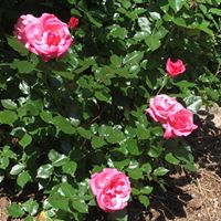 Christine Bowles Photo 14