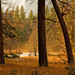 Marcus Meadows Photo 32