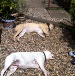 Janet Malone Photo 28 Janet Malone Photo 28