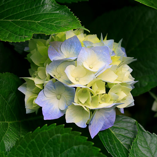 Joann Howell Photo 8