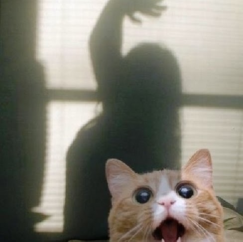 David Angel Photo 27