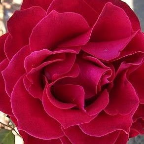 Camelia Gutierrez Photo 2