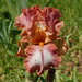 Sue Beard Photo 33