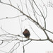 Michael Hawk Photo 31