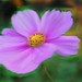 Patricia Flowers Photo 22