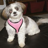 Sandy Wing Photo 18