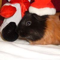 Peter Smiley Photo 29