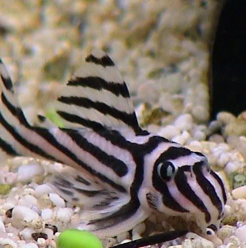 Christopher Billingsley Photo 9