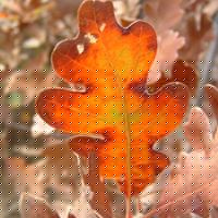 Randall Warren Photo 13