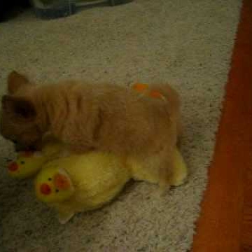 Julie Krueger Photo 32