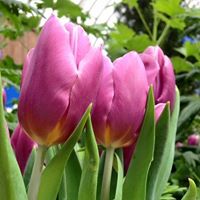 Renee Mcginnis Photo 9