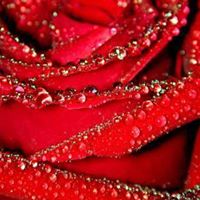 Shirley Wiley Photo 13