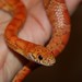 Jennifer Corns Photo 21
