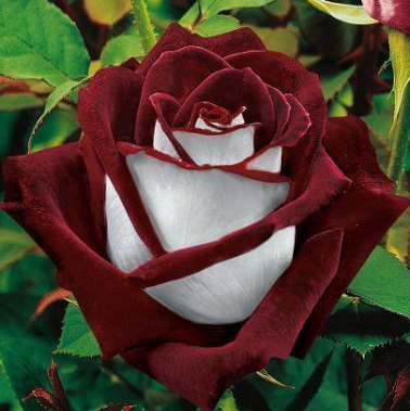 Sharon Hicks Photo 17