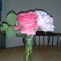 Elizabeth Swain Photo 33