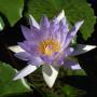 Sharon Pedersen Photo 11