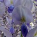 Joan Fiore Photo 20