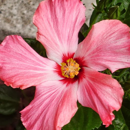 Kimberley Summers Photo 4