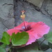 Chu Chin Photo 7