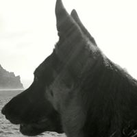 Gary Greenfield Photo 8