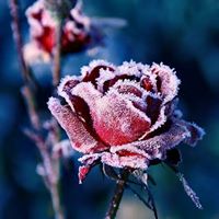 Lisa Casteel Photo 22